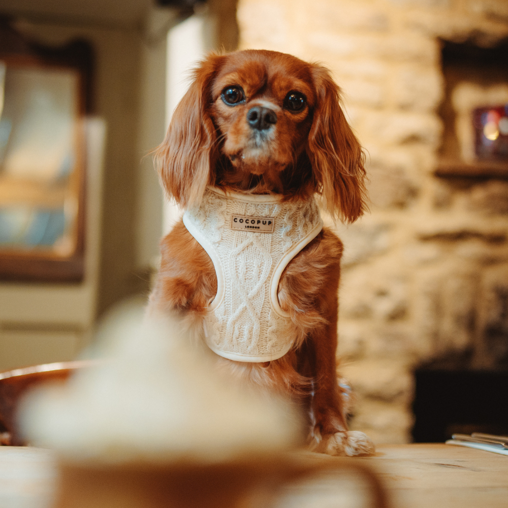 Cable Knit Jumper Adjustable Neck Harness Cocopup London