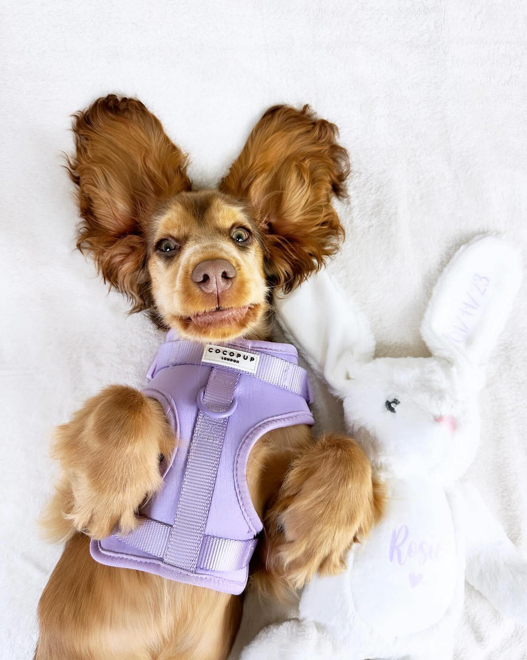 10 Egg-citing Easter Activities to Enjoy with Your Dog!