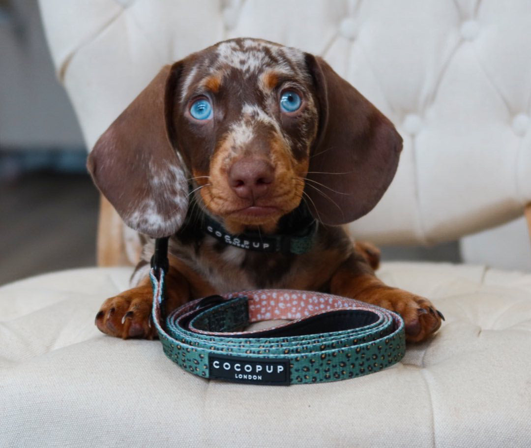 Explore our Collection of Must Have Dog Walking Accessories