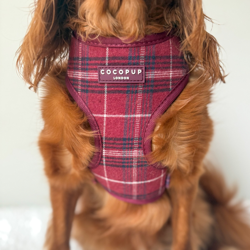 Why a Harness Is the Best Choice for Your Dog