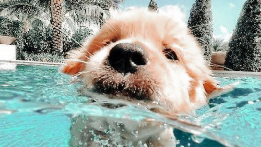 How To Keep Your Dog Cool In The Heat