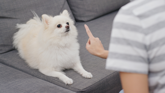 How to Use a Dog Whistle in Training