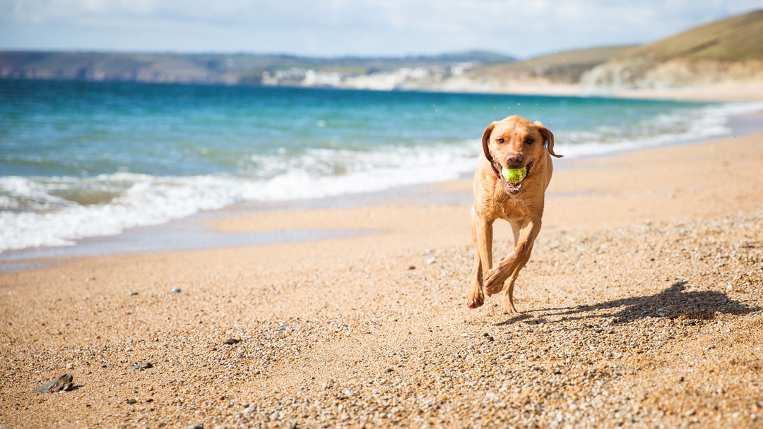 Top ways to get you and your dog more active this summer!