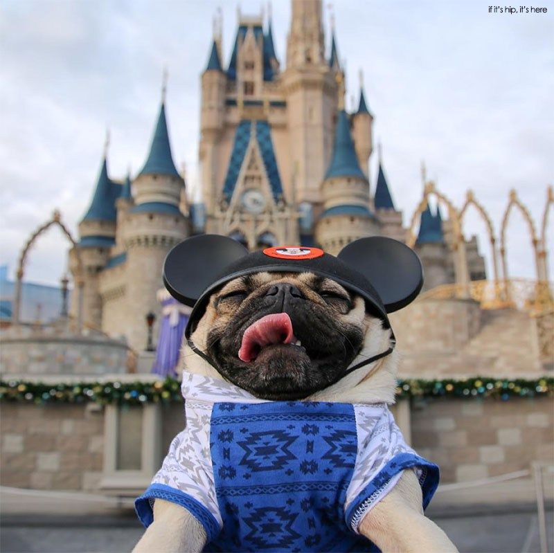 TOP DOG NAMES INSPIRED BY DISNEY