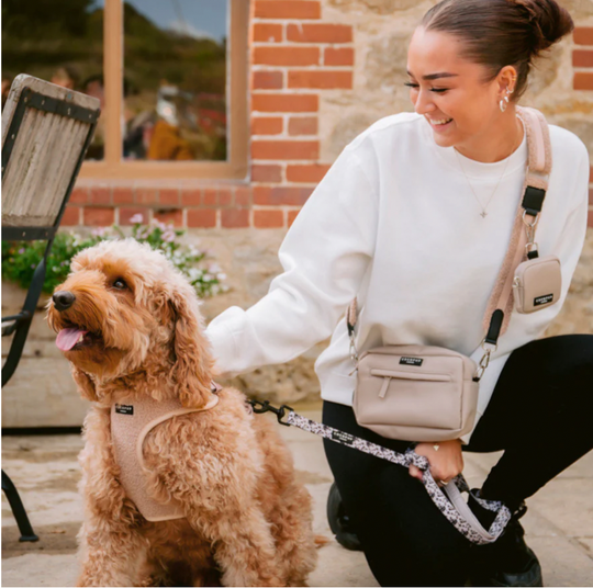 Simple Dog Training Tips