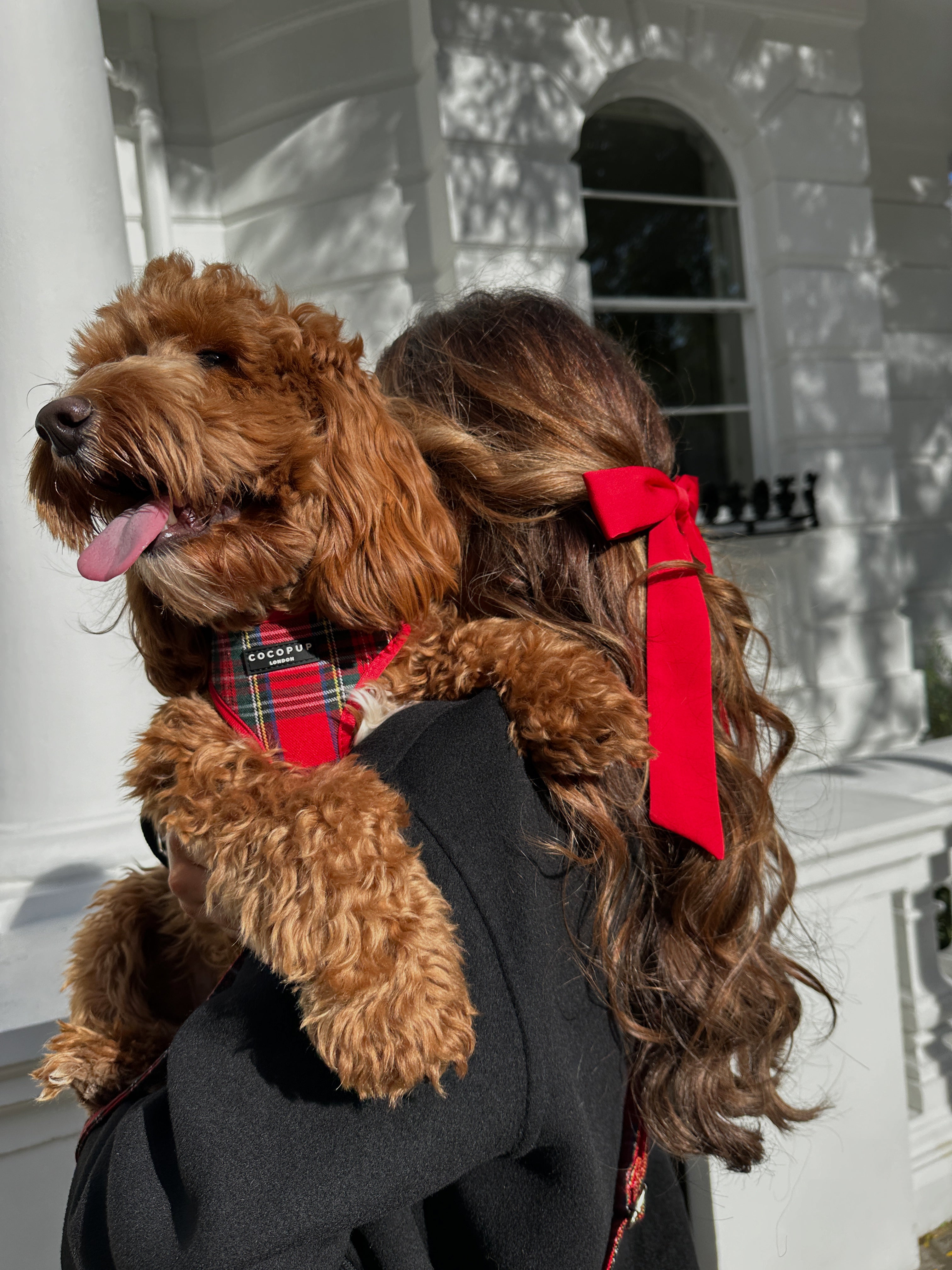 Mental Health Awareness Day How Cocopup and Our Dogs Support Mental W