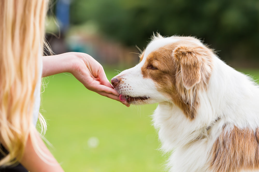 Make Training Fun with our Stylish Dog Treat Pouches