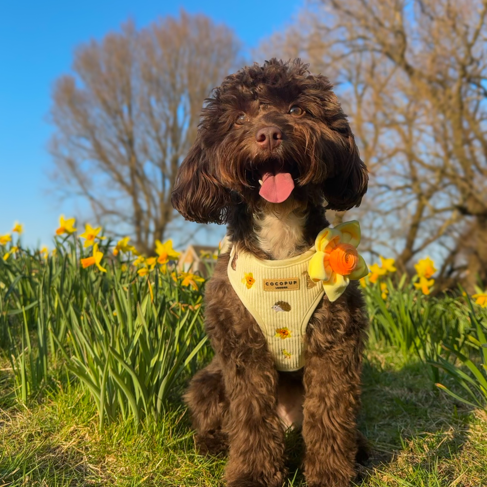 Fun Spring Things to Do With Your Dog! – Cocopup London