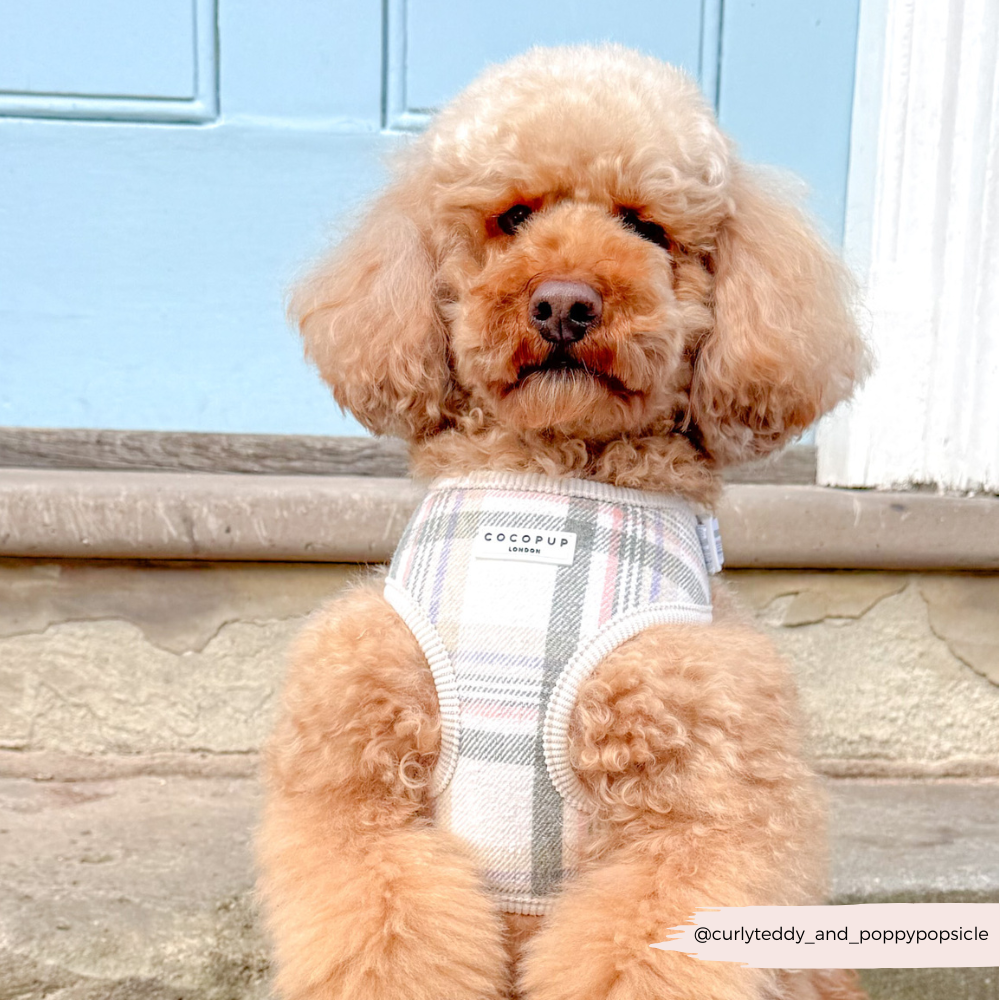 Spring Plaid Adjustable Neck Harness, Lead Collar Bundle