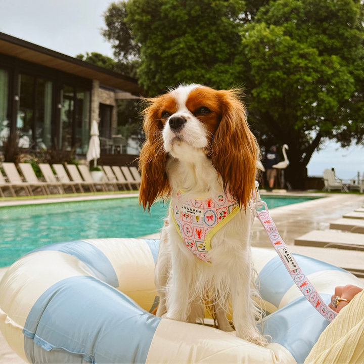 Dolce Vita Adjustable Neck Harness, Lead & Collar Bundle