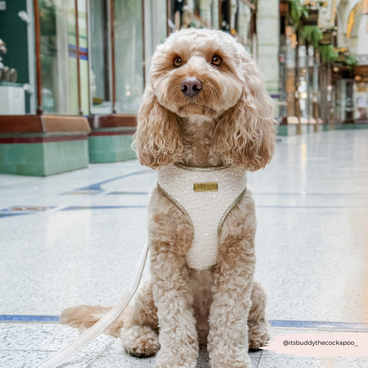 Limited Edition Sparkle Season Gold Adjustable Neck Harness, Lead & Collar Bundle