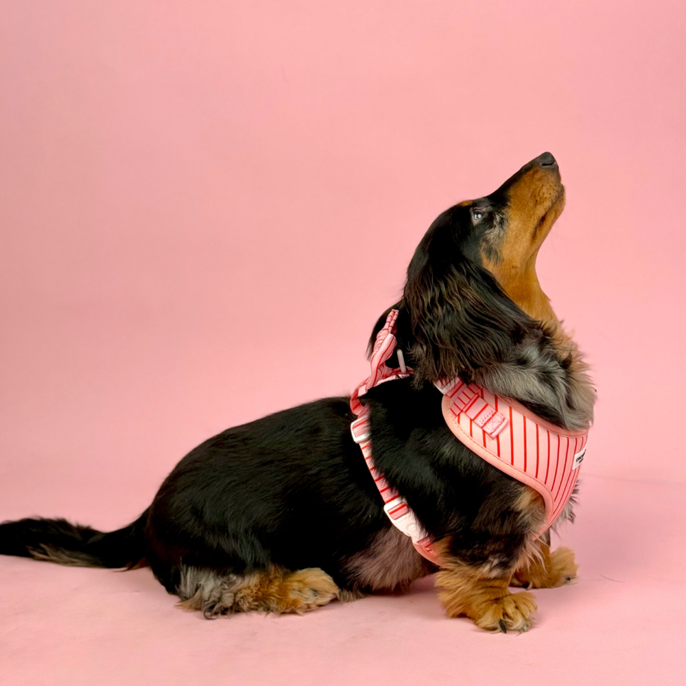 Candy Stripe Adjustable Neck Harness, Lead & Collar Bundle