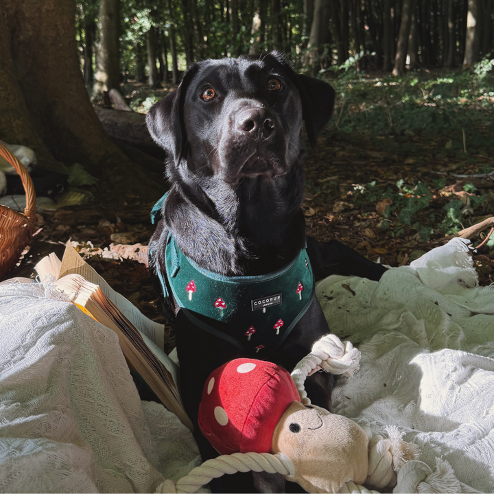 Tallulah Toadstool Dog Toy