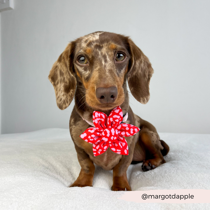 Red & Pink Leopard Collar Flower