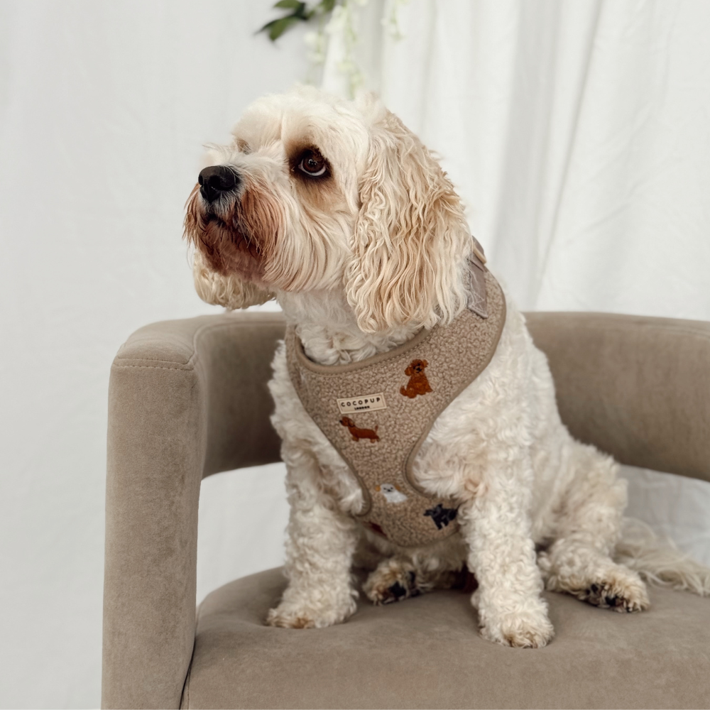 Ralph & Friends Mocha Teddy Adjustable Neck Harness, Lead & Collar Bundle