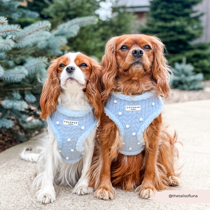 Snowpaws Adjustable Neck Harness, Lead & Collar Bundle