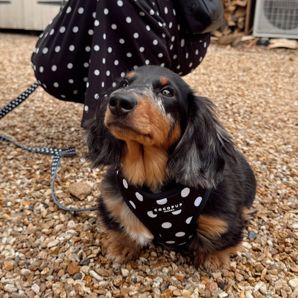 Satin Polka Dot Adjustable Neck HARNESS