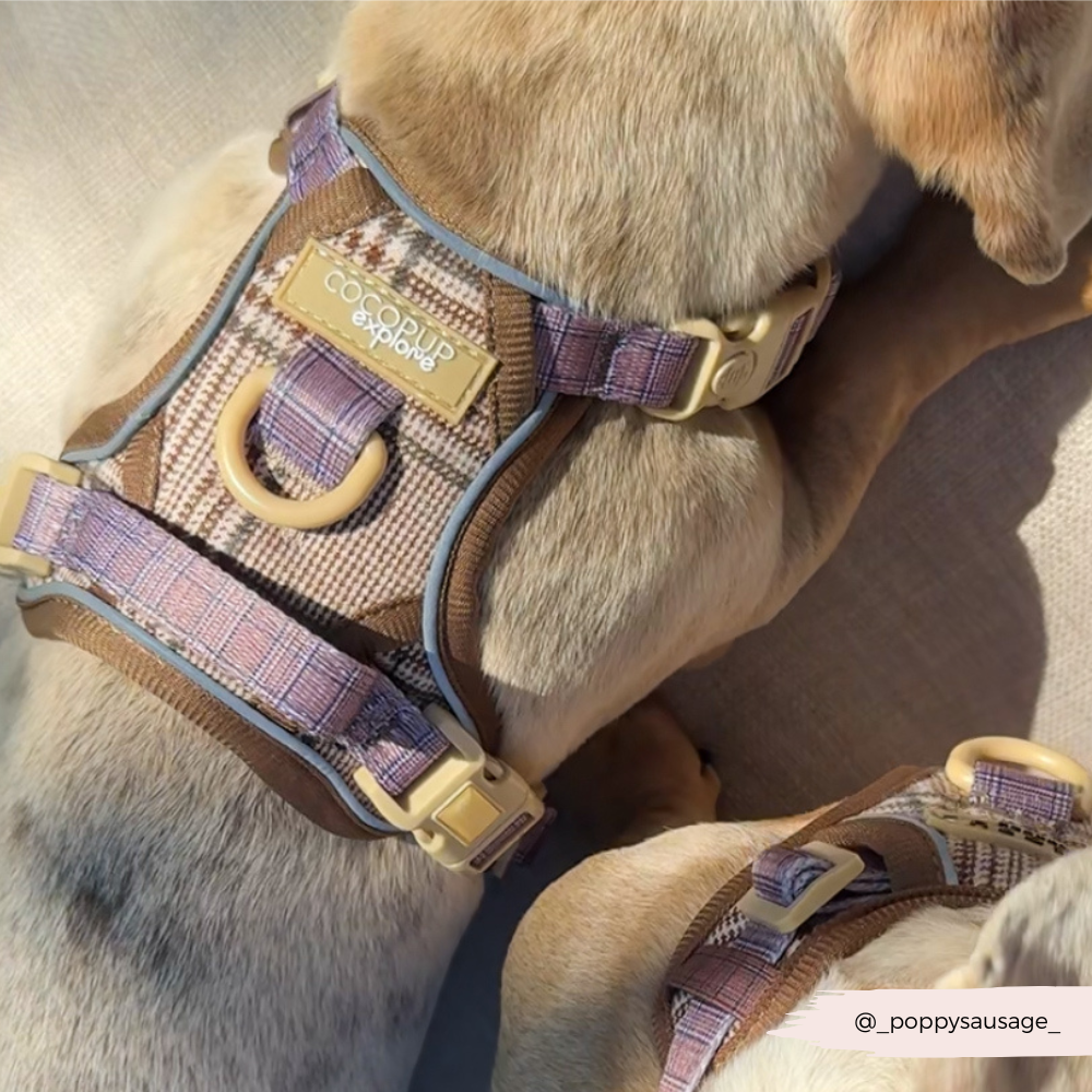 Explore Harness - Pup Plaid