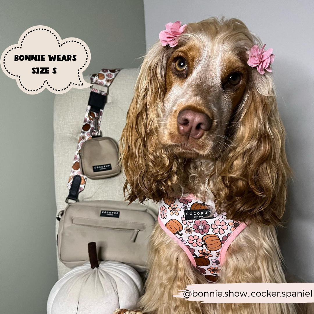 dog indoors wearing pumpkin themed harness with matching bag strap in background