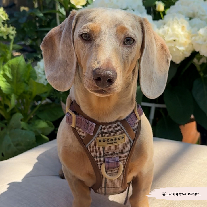 Tan dachshund wearing a plaid Cocopup London Explore Harness, sitting outside among green leaves and white flowers.
