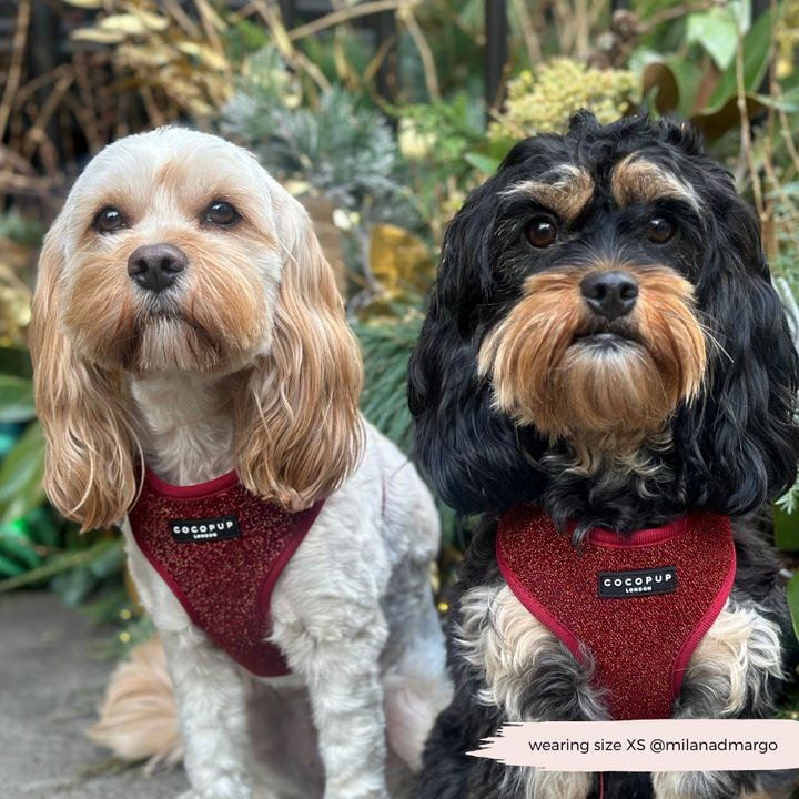 Limited Edition Burgundy Sparkle Pup Adjustable Neck Harness, Lead & Collar Bundle