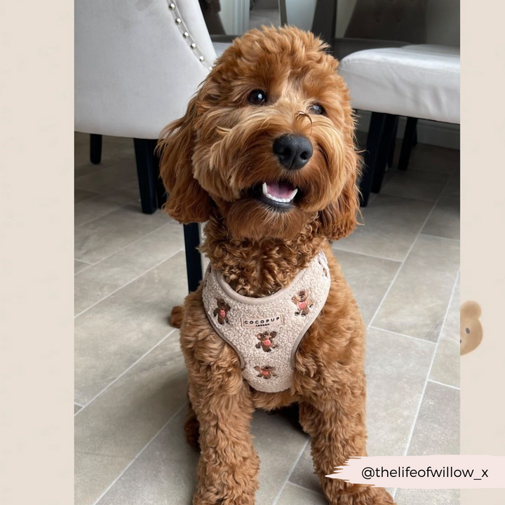 Theo Embroidered Teddy Adjustable Neck Harness