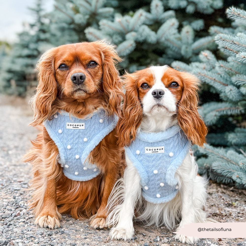 Snowpaws Adjustable Neck Harness, Lead & Collar Bundle