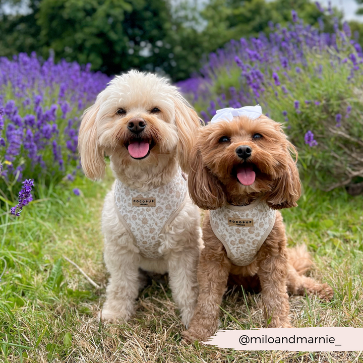 Luxe Adjustable Neck Harness - Garden Meadow