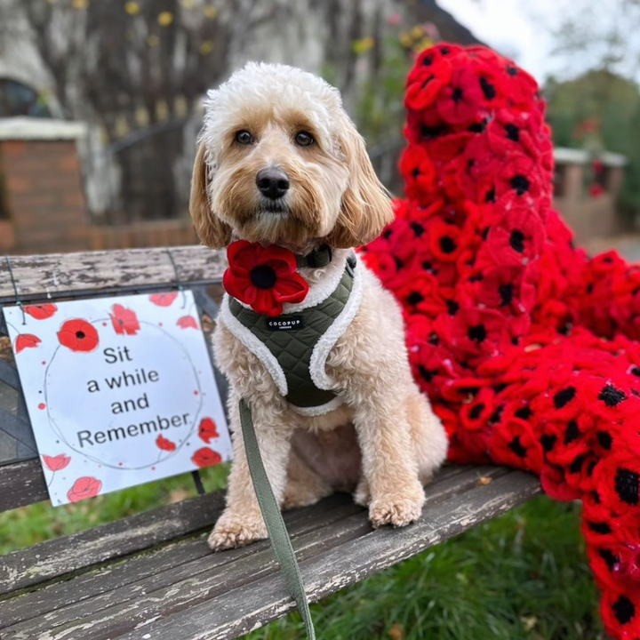 Poppy Collar Flower