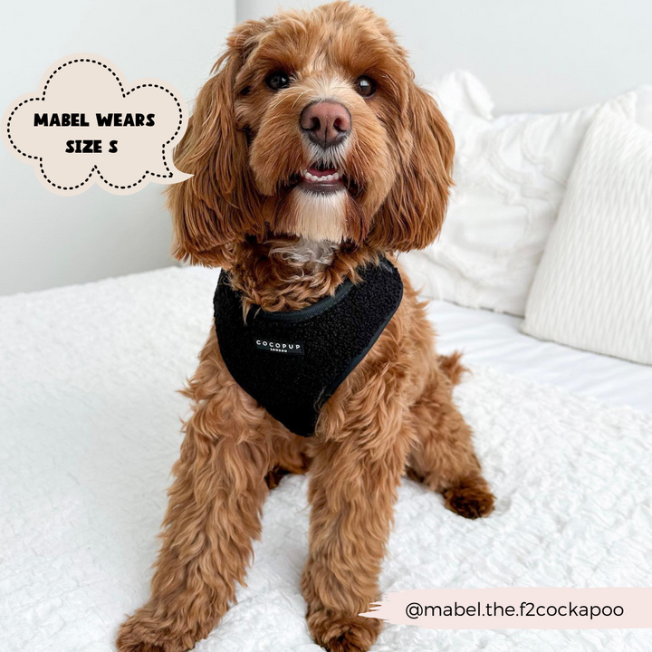 dog sits on bed wearing black harness