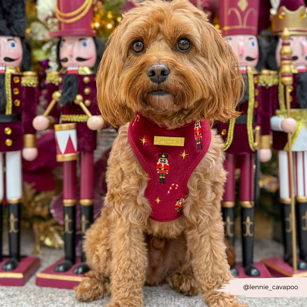 The Muttcracker Adjustable Neck Harness, Lead & Collar Bundle