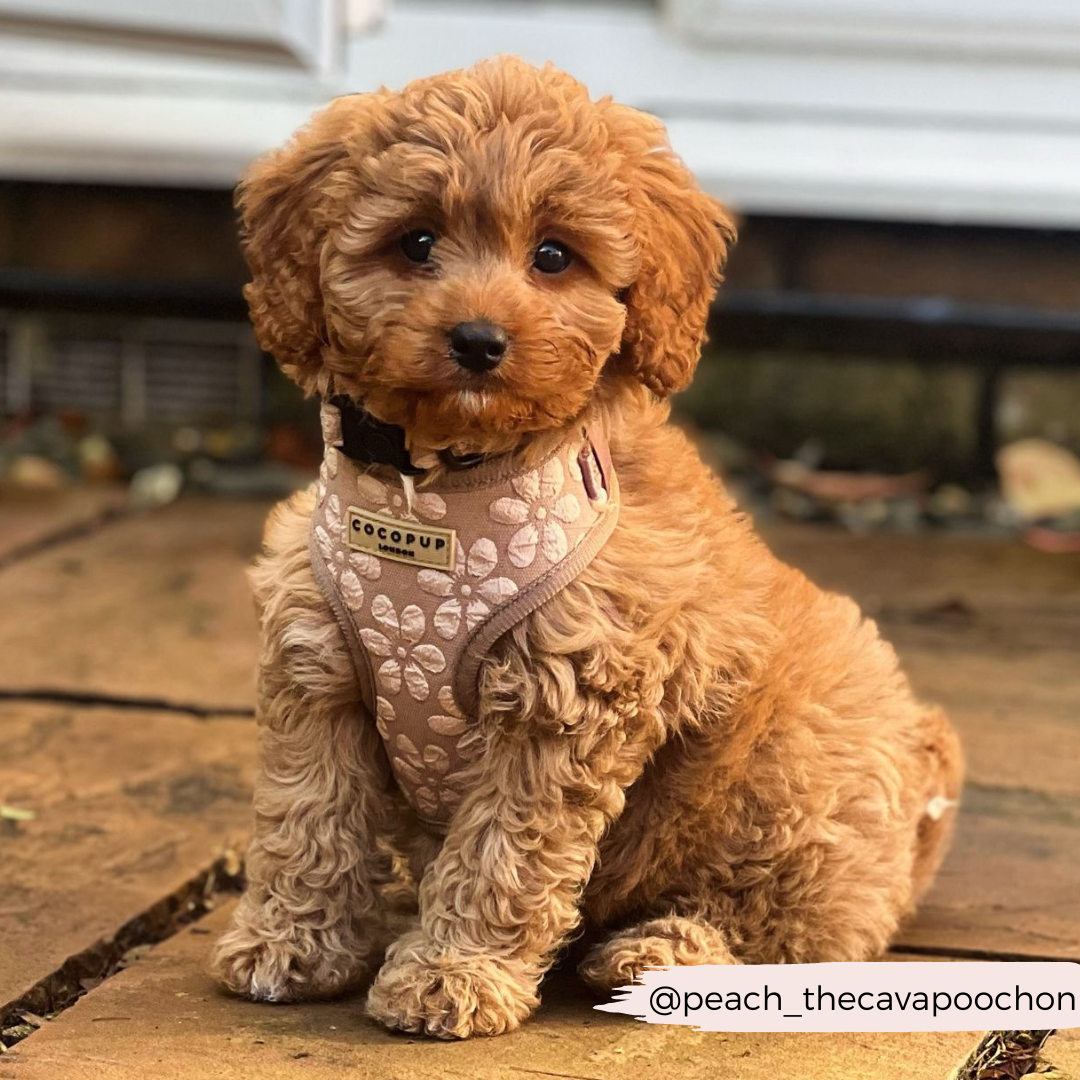 Bear Haircuts For Cavapoos Cavapoo Puppy Cavachon Haircuts Cavapoo