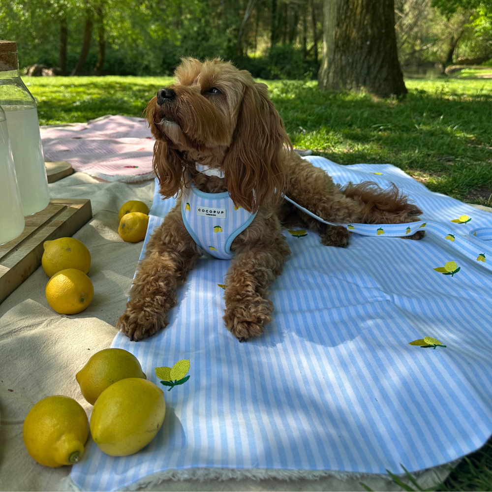 Blanket - Living La Vida Lemon