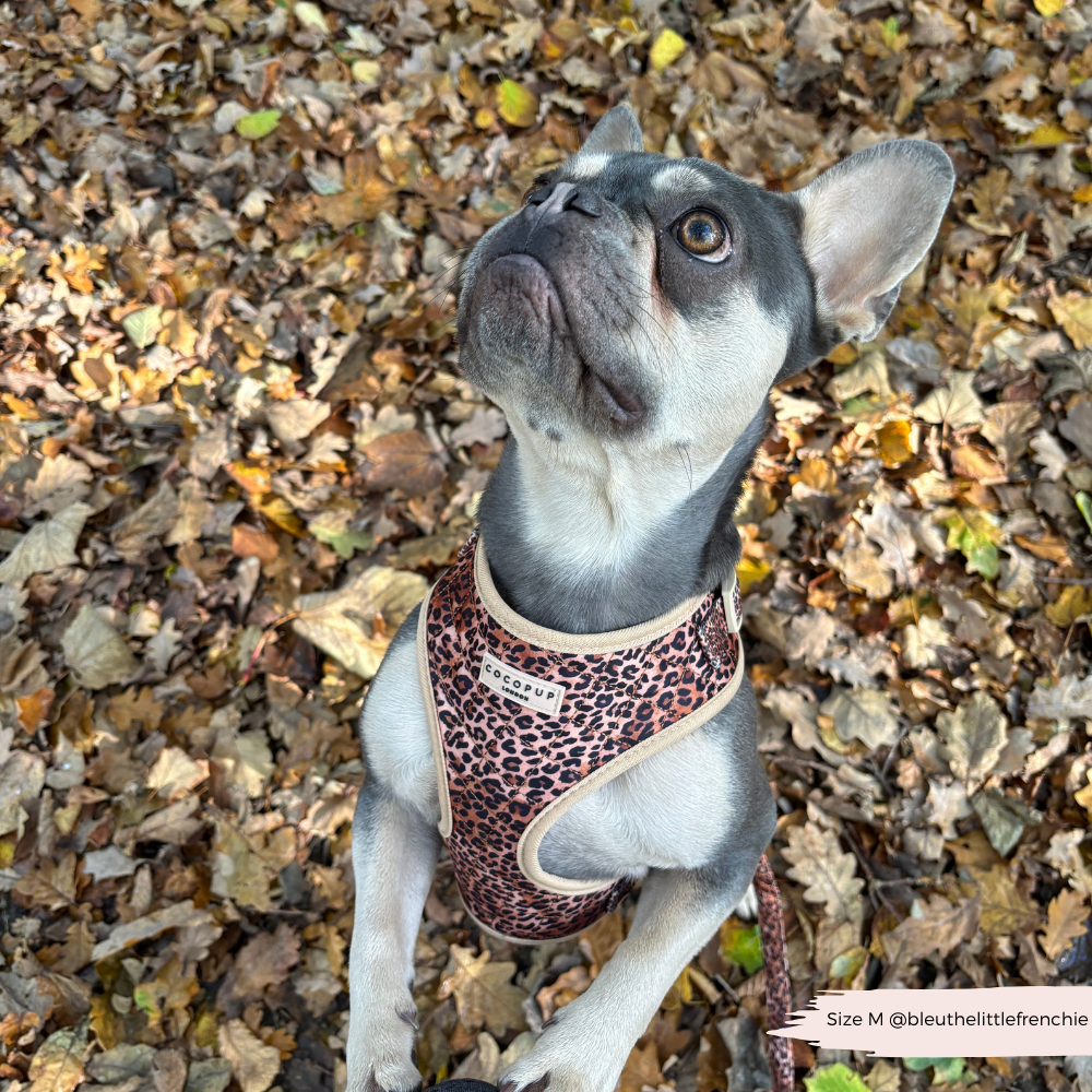 Quilted Leopard Pup Adjustable Neck Harness