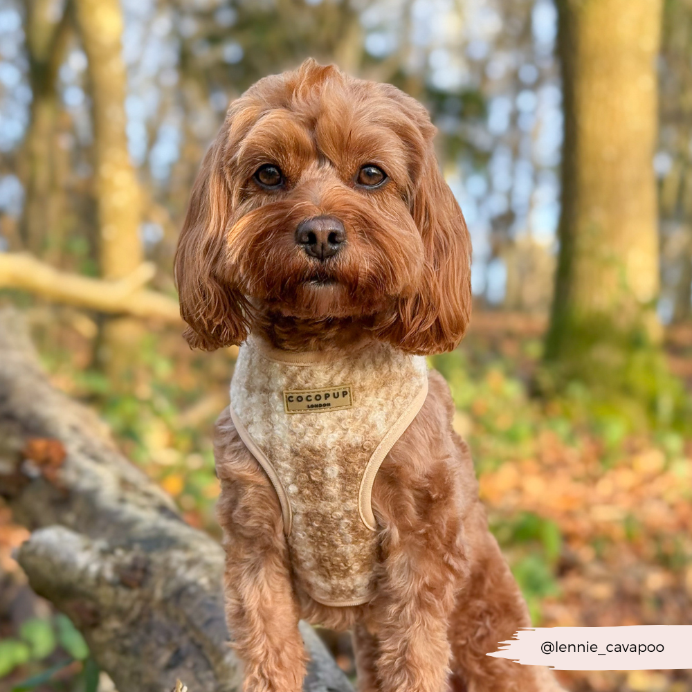 Highland Fleece Adjustable Neck Harness, Lead & Collar Bundle - Oatmeal