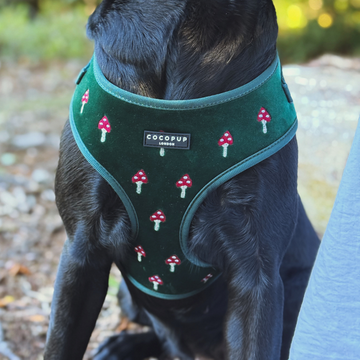 Toadstool Trails Adjustable Neck HARNESS