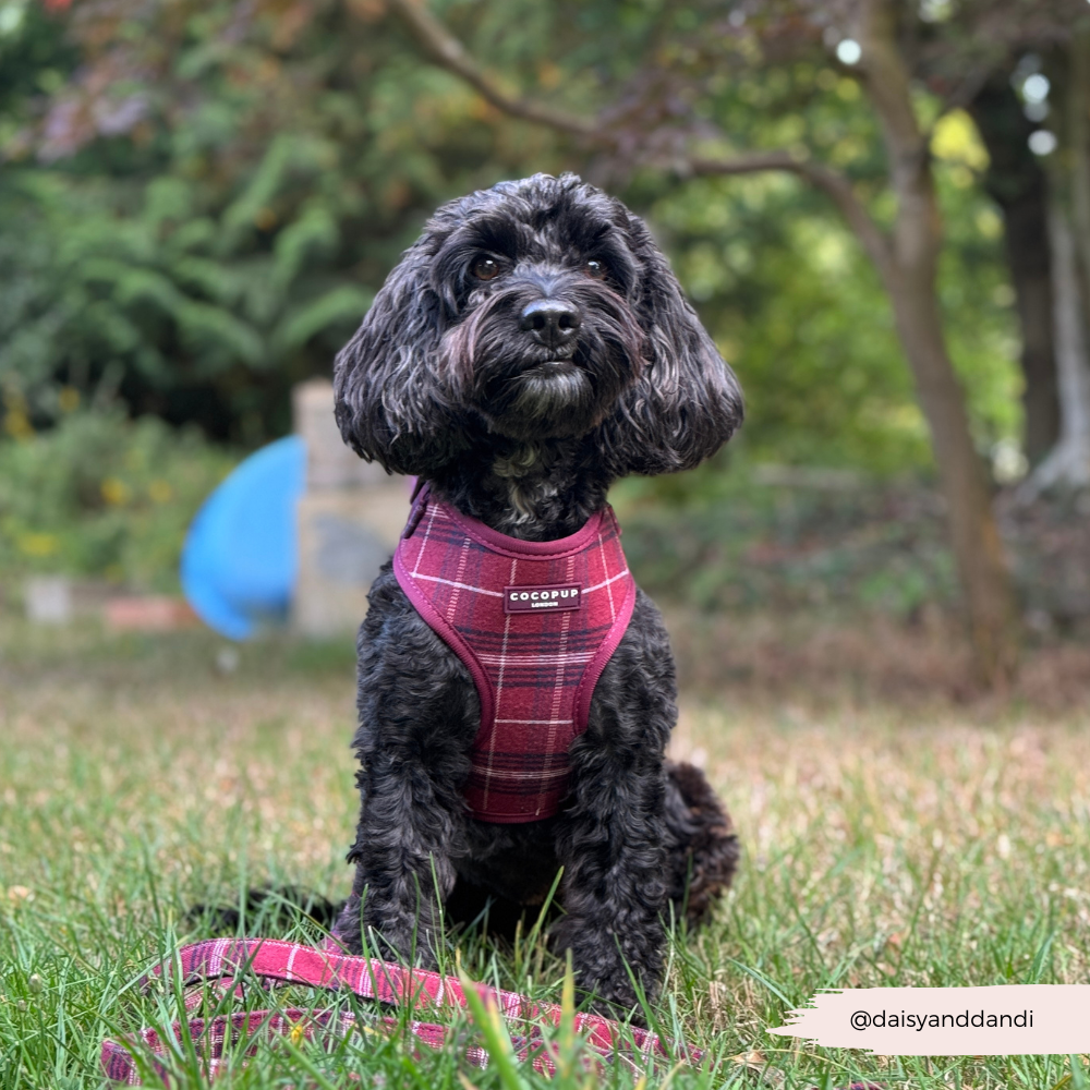 Mulberry Plaid Adjustable Neck HARNESS