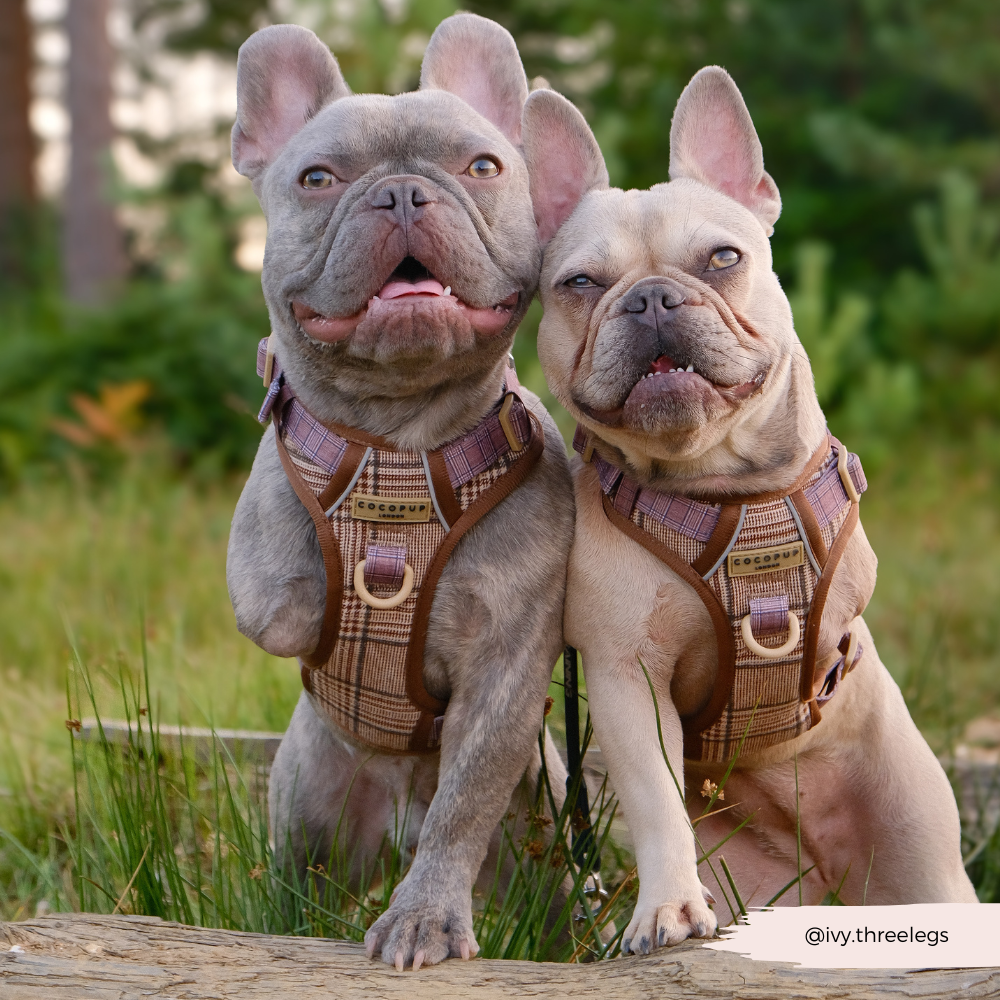 Explore Harness - Pup Plaid