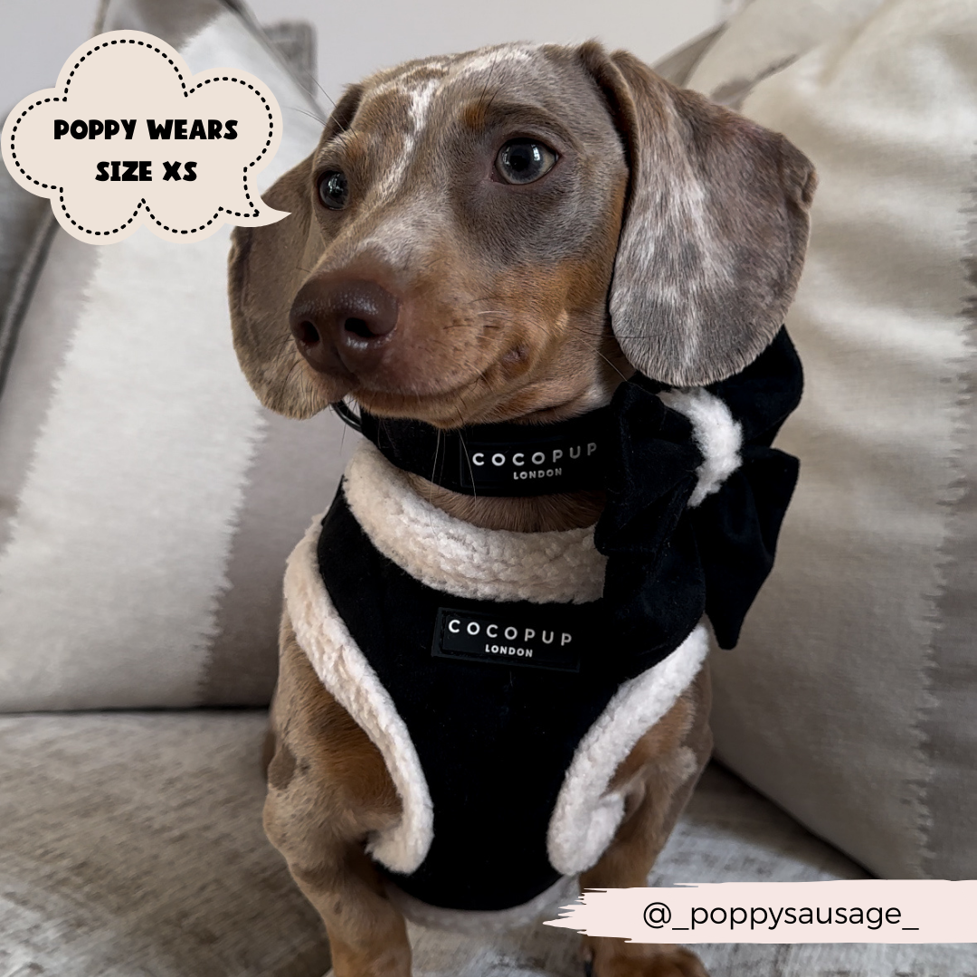 Poppy dog harness online