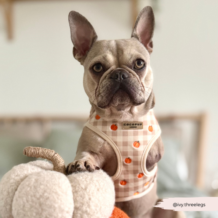 Pumpkin Patch Adjustable Neck HARNESS