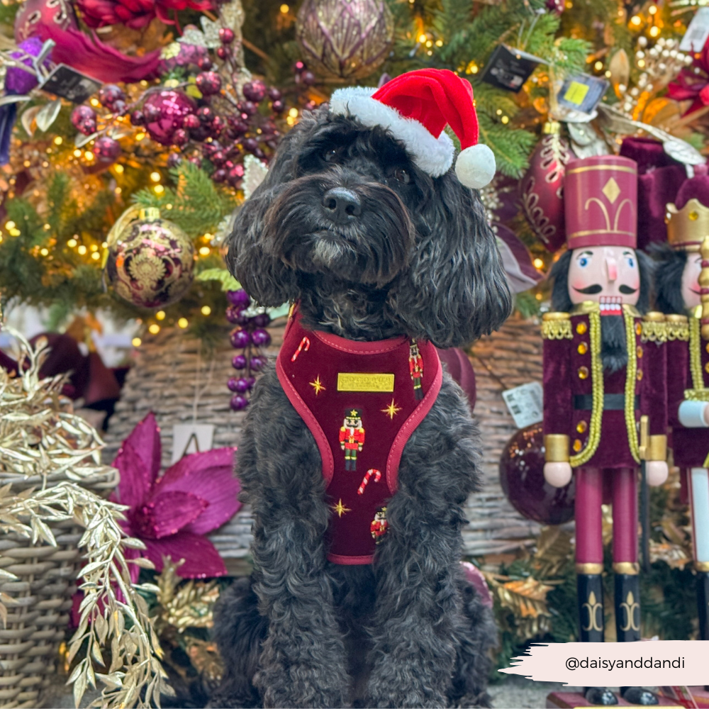 The Muttcracker Adjustable Neck Harness, Lead & Collar Bundle