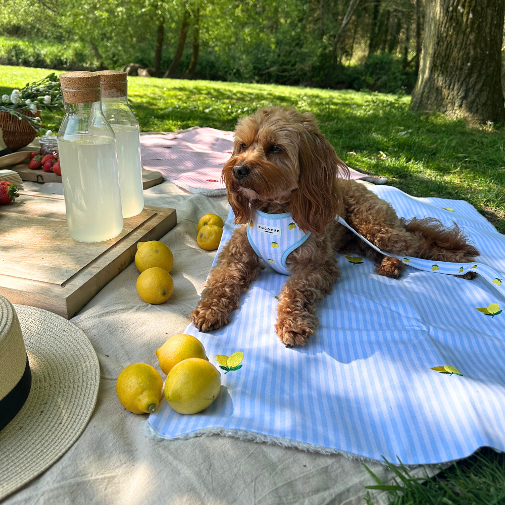 Blanket - Living La Vida Lemon