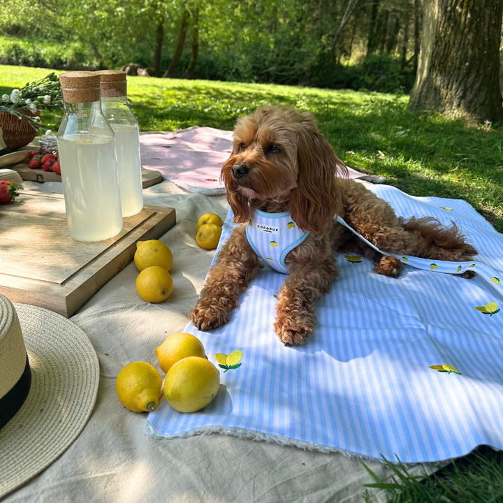 Blanket - Living La Vida Lemon