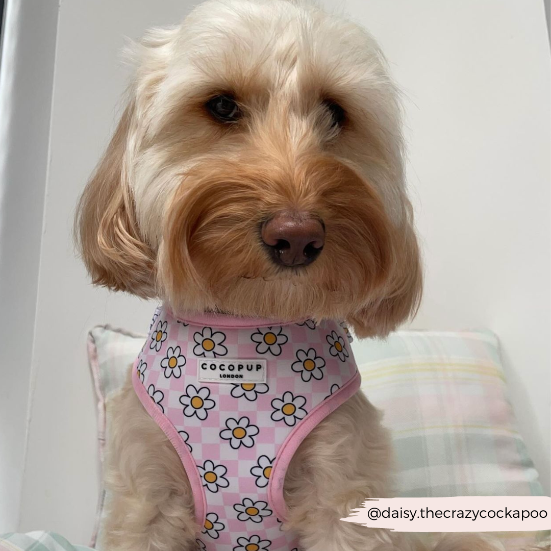 Daisy Gingham Rave Adjustable Neck Harness