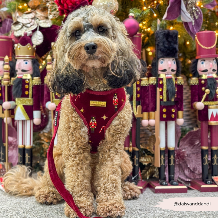 The Muttcracker Adjustable Neck Harness, Lead & Collar Bundle