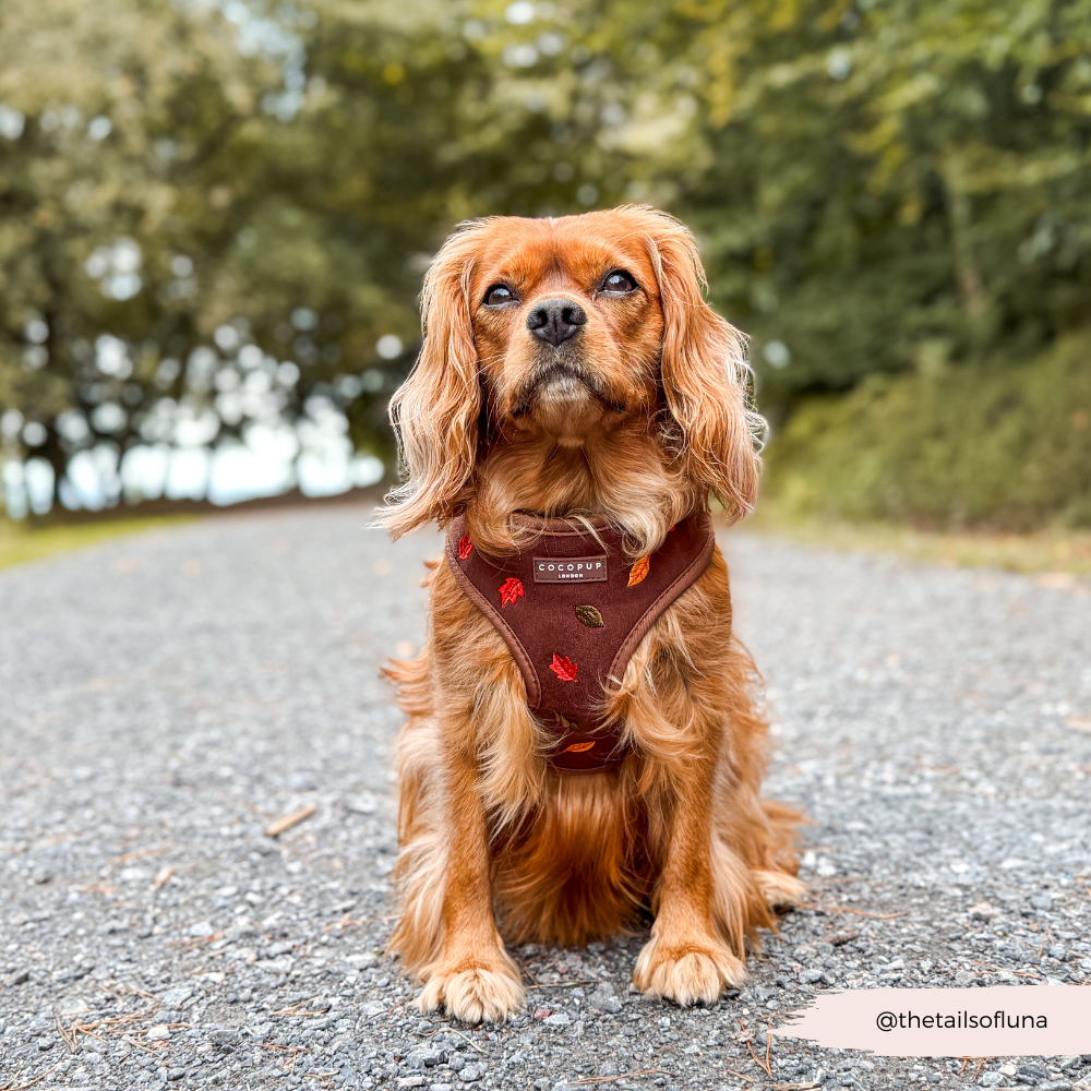 Pawtumn Leaves Adjustable Neck Harness, Lead & Collar Bundle