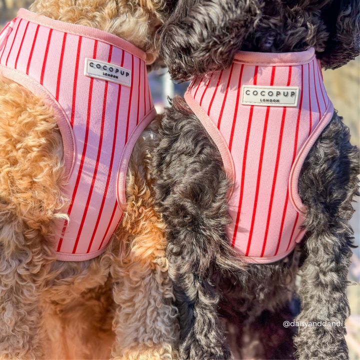 Candy Stripe Adjustable Neck Harness, Lead & Collar Bundle
