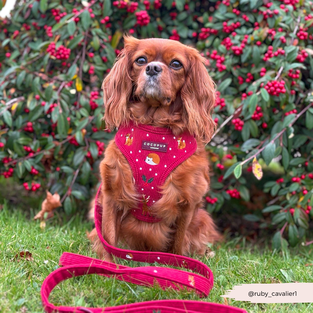Holly Jolly Trails Adjustable Neck HARNESS