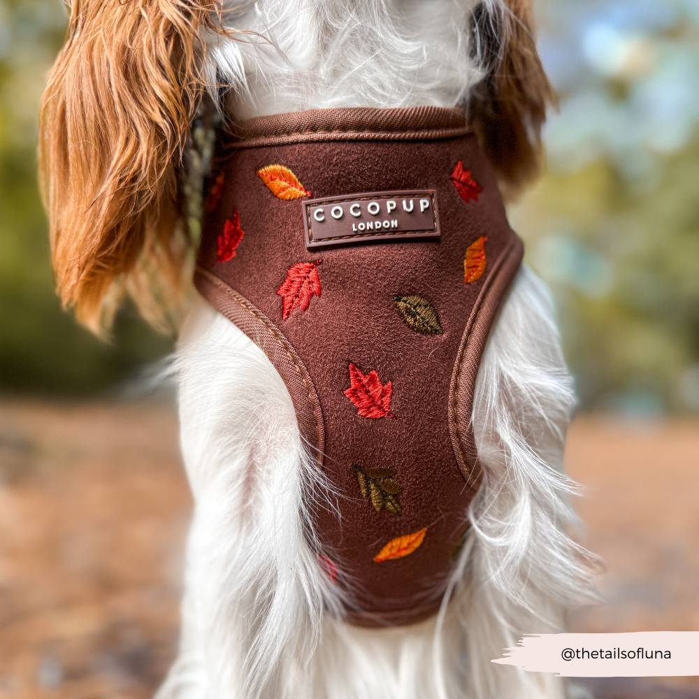 Pawtumn Leaves Adjustable Neck Harness, Lead & Collar Bundle