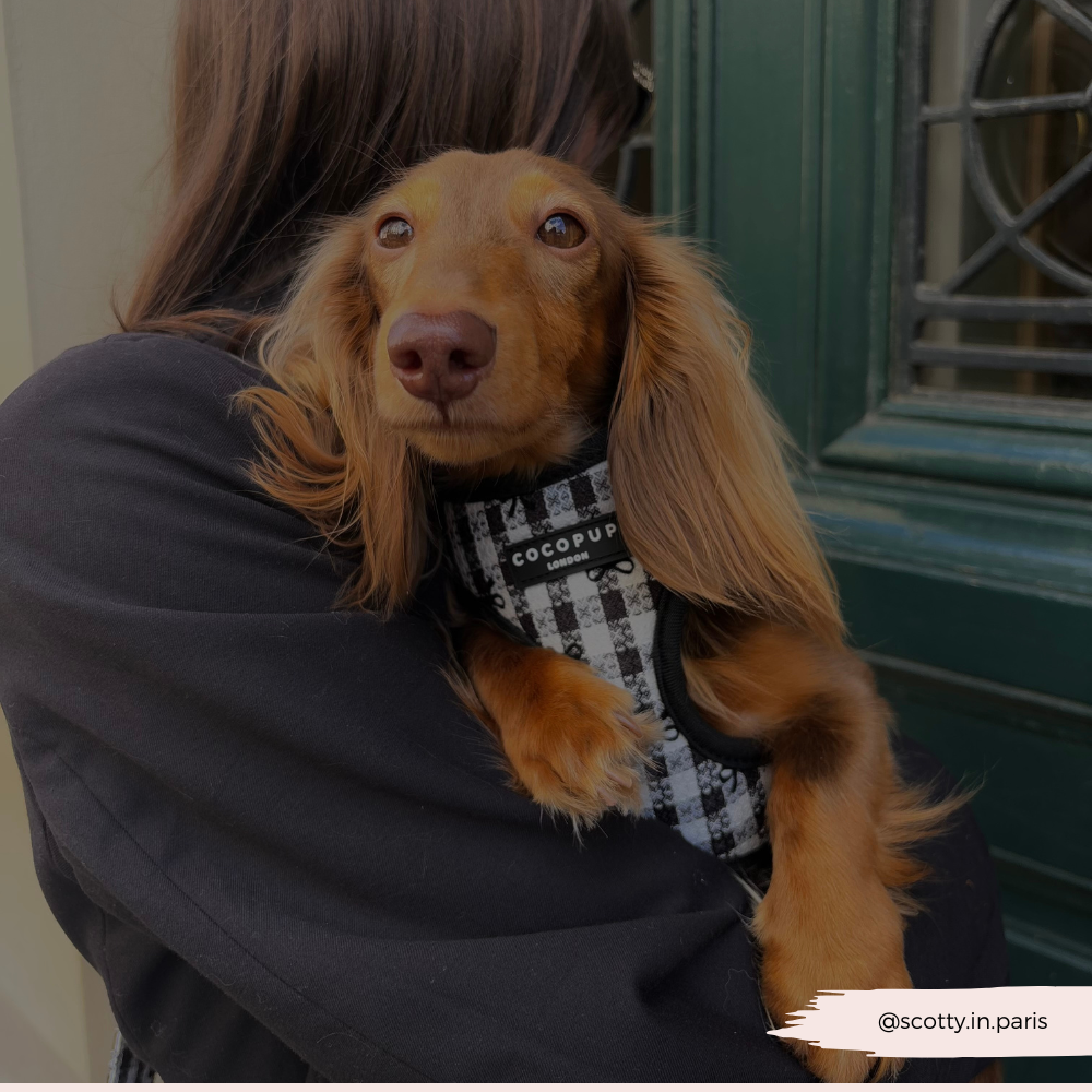 Pup in Paris Adjustable Neck HARNESS